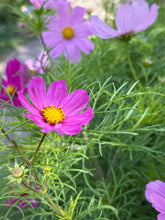 Load image into Gallery viewer, October Birth Flower -Cosmos-