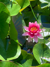 Load image into Gallery viewer, July Birth Flower -Water Lily-