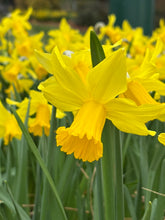 Load image into Gallery viewer, March Birth Flower -Daffodil-
