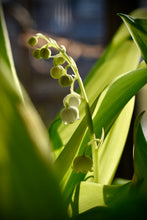 Load image into Gallery viewer, May Birth Flower -Lily Of The Valley-