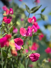 Load image into Gallery viewer, April Birth Flower -Sweet Pea-
