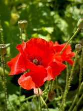 Load image into Gallery viewer, August Birth Flower -Poppy-