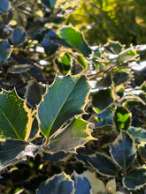 Load image into Gallery viewer, December Birth Flower -Holly-