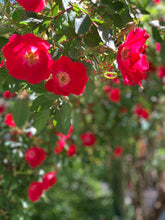 Load image into Gallery viewer, June Birth Flower -Rose-