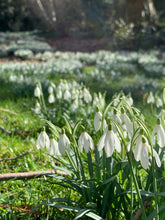 Load image into Gallery viewer, January Birth Flower -Snowdrop-