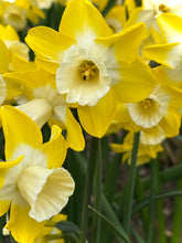 Load image into Gallery viewer, March Birth Flower -Daffodil-