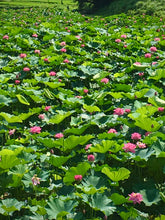 Load image into Gallery viewer, July Birth Flower -Water Lily-