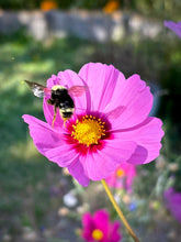 Load image into Gallery viewer, October Birth Flower -Cosmos-