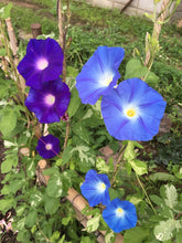 Load image into Gallery viewer, September Birth Flower -Morning Glory-