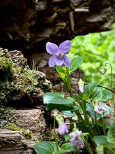 Load image into Gallery viewer, February Birth Flower -Violet-