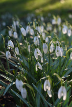 Load image into Gallery viewer, January Birth Flower -Snowdrop-