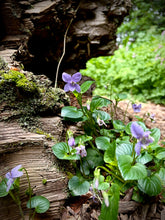 Load image into Gallery viewer, February Birth Flower -Violet-