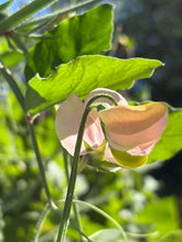 Load image into Gallery viewer, April Birth Flower -Sweet Pea-