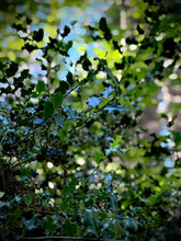 Load image into Gallery viewer, December Birth Flower -Holly-