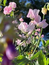 Load image into Gallery viewer, April Birth Flower -Sweet Pea-