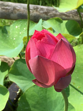Load image into Gallery viewer, July Birth Flower -Water Lily-