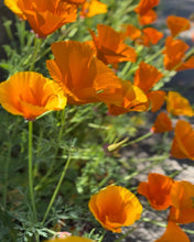 Load image into Gallery viewer, August Birth Flower -Poppy-