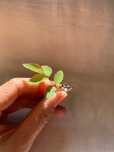 Load image into Gallery viewer, silver flower ring for sale canada