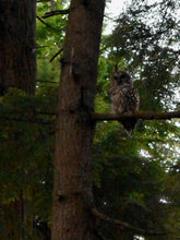 Load image into Gallery viewer, owl jewellery