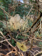 Load image into Gallery viewer, Silver Petal Necklace - Hydrangea Sepal - a -