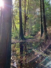 Load image into Gallery viewer, Woodland Jewelry