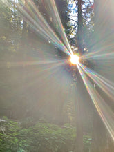 Load image into Gallery viewer, Forest Light