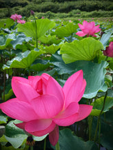 Load image into Gallery viewer, July Birth Flower -Water Lily-
