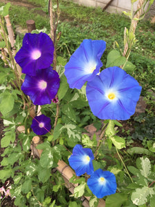 September Birth Flower -Morning Glory-