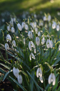 January Birth Flower -Snowdrop-