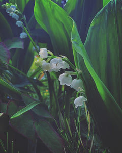 May Birth Flower -Lily Of The Valley-