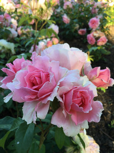 June Birth Flower -Rose-