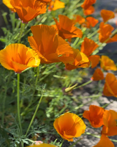 August Birth Flower -Poppy-