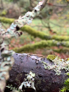 dew drop ring canada