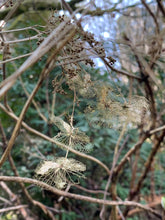 Load image into Gallery viewer, hydrangea skeleton
